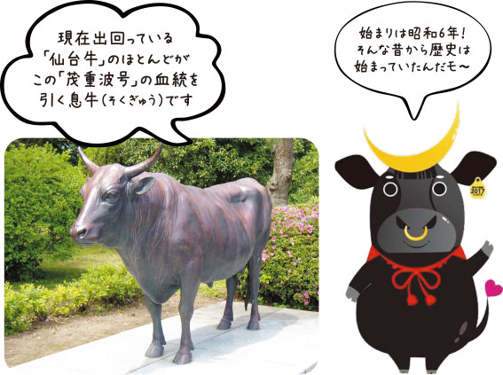 現在出回っている「仙台牛」のほとんどがこの「茂重波号」の血統を引く息牛(そくぎゅう)です